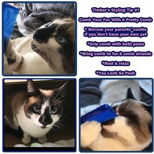 Timber's Styling Tip #1 - Take Fashion By The Paws